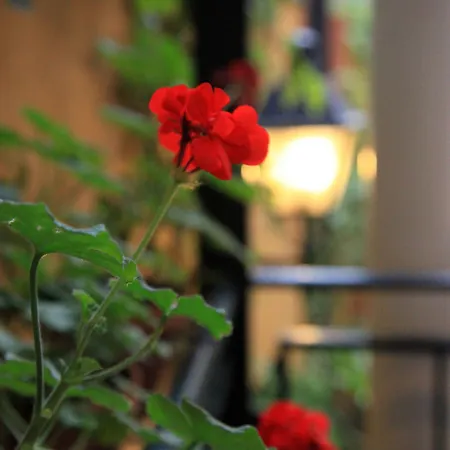 Cervantes סביליה